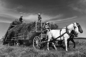 Scène en noir et blanc - Charette de paille tirée par deux chevaux